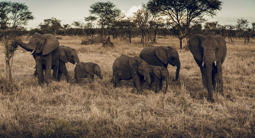 Afrique et Moyen Orient